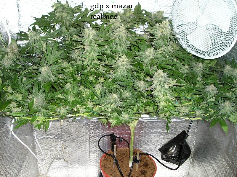 gdp x m 22 03 16 day 72 008