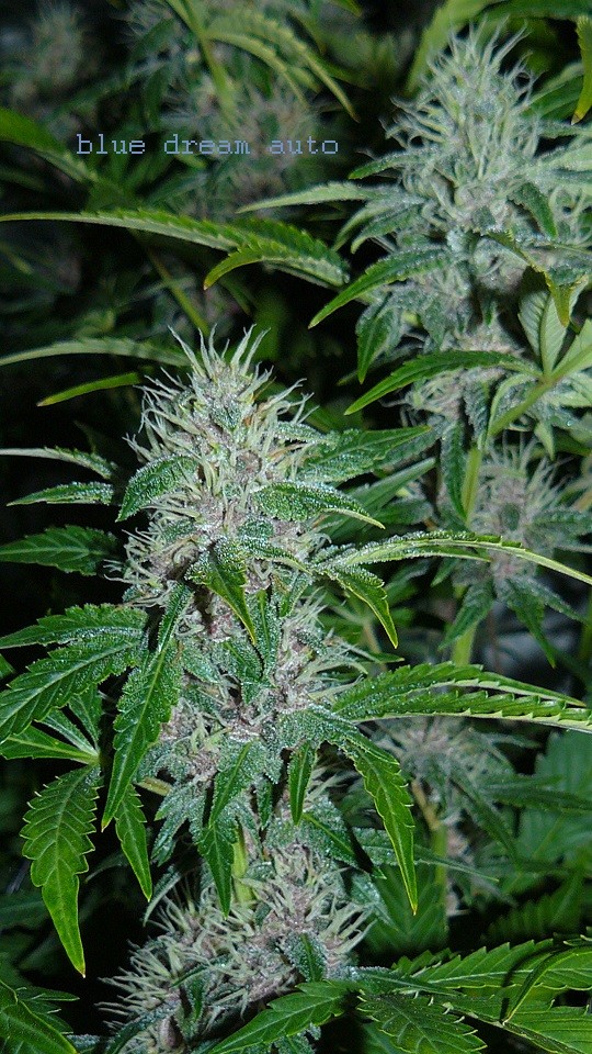 drobes 19 01 22 008