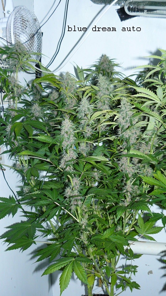 drobes 19 01 22 010