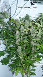 drobes 19 01 22 010