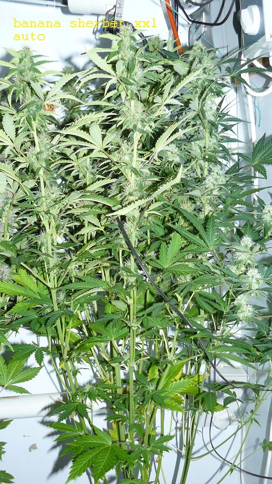 drobes 19 01 22 033