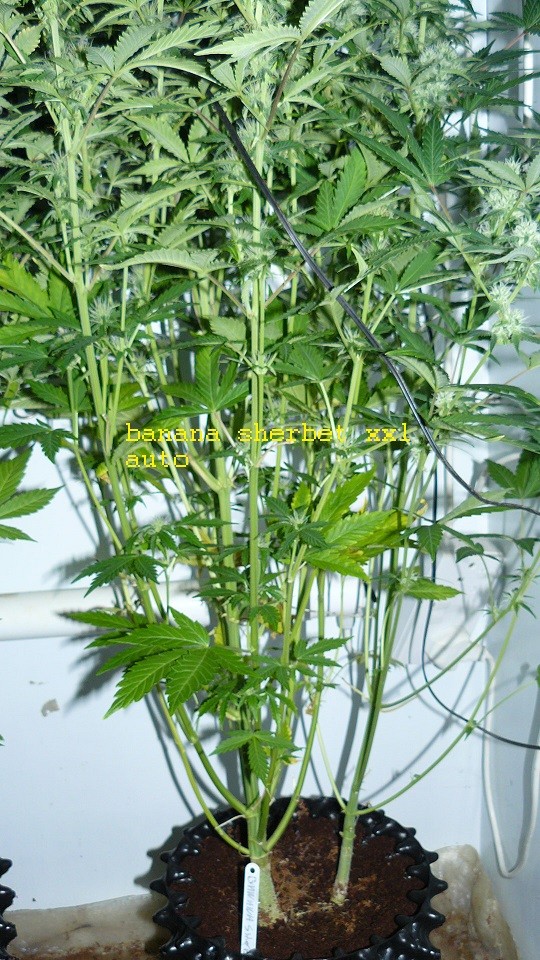 drobes 19 01 22 034