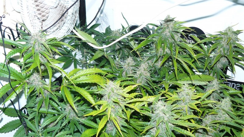 drobes 19 01 22 039