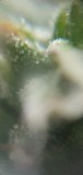 Screenshot_20220119-213020_Gallery