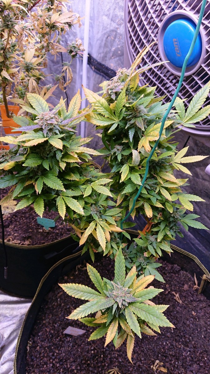 White rhino