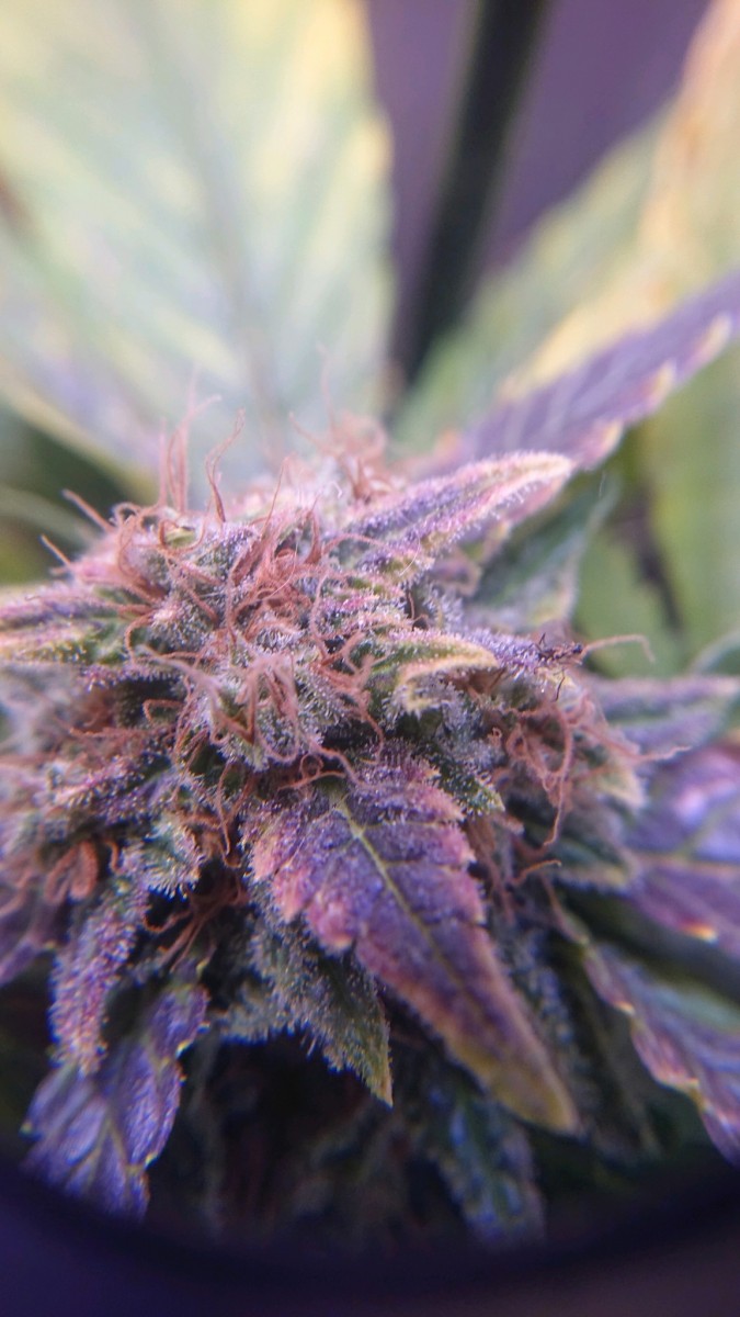 White rhino