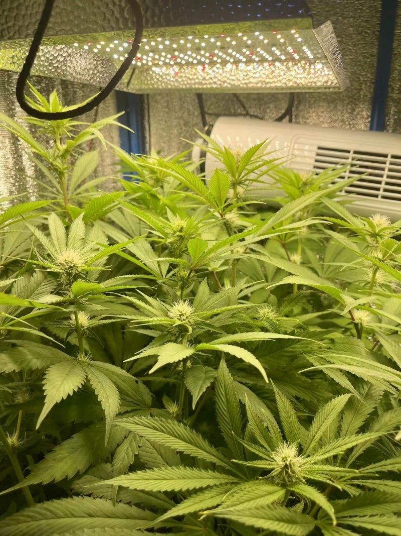TP bloom w4 d1 before trim 1