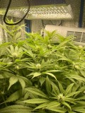 TP bloom w4 d1 before trim 1