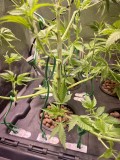 clones3