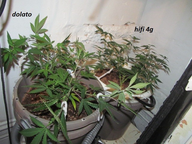 3 (3)