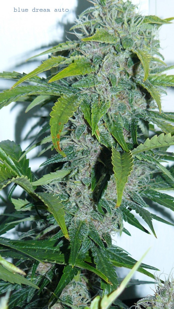 drobes 24 01 22 004