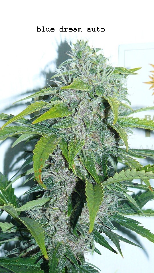 drobes 24 01 22 006