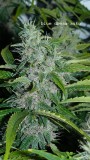 drobes 24 01 22 015