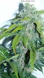 drobes 24 01 22 017