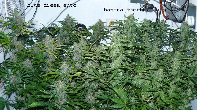 drobes 24 01 22 038