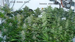 drobes 24 01 22 038