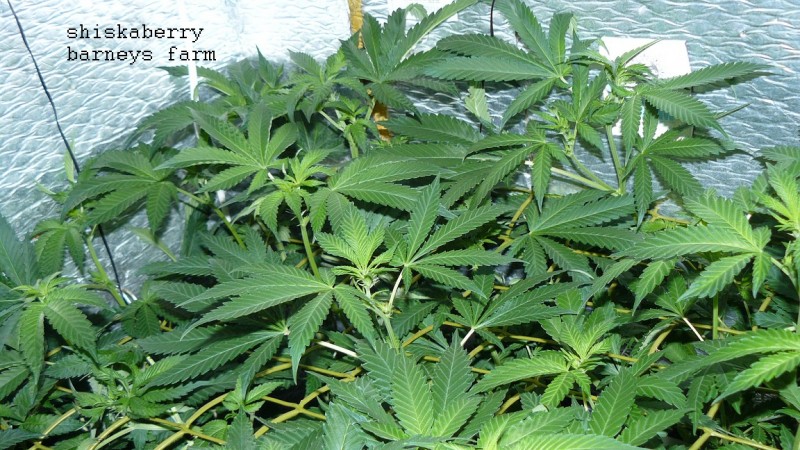 drobes 24 01 22 050
