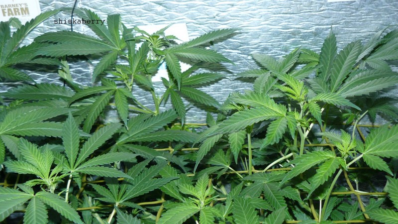 drobes 24 01 22 052