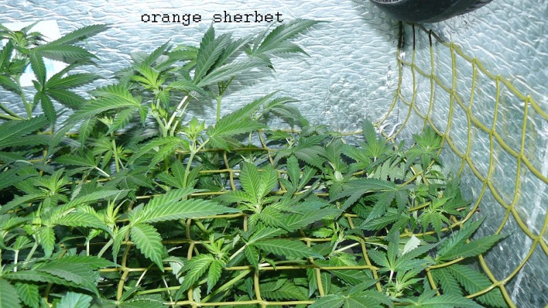 drobes 24 01 22 054
