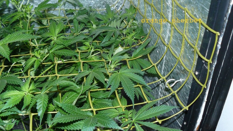drobes 24 01 22 056