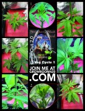 Strawberry Slush_Veg Cycle 1-01