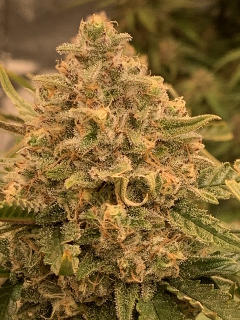 BudPorn2