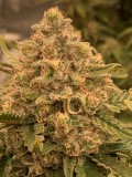 BudPorn2