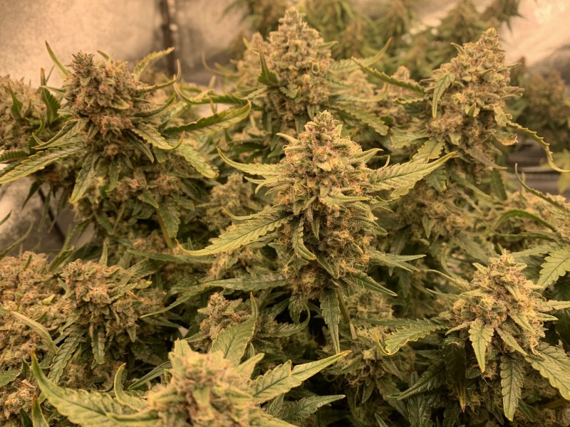 BudPorn1