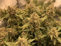BudPorn1