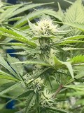 buds 1