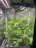 clones afteradjust