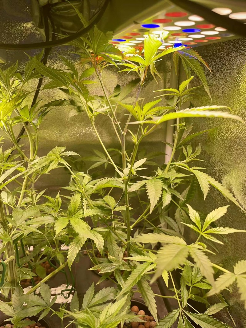 clones before adjust