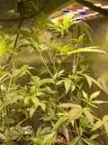 clones before adjust