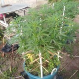 IMG_20220112_074336