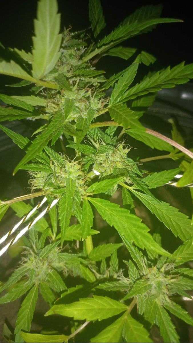 Godzilla Cookies Auto