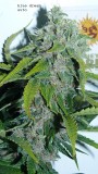 drobes 28 01 22 002