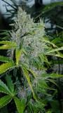 drobes 28 01 22 004