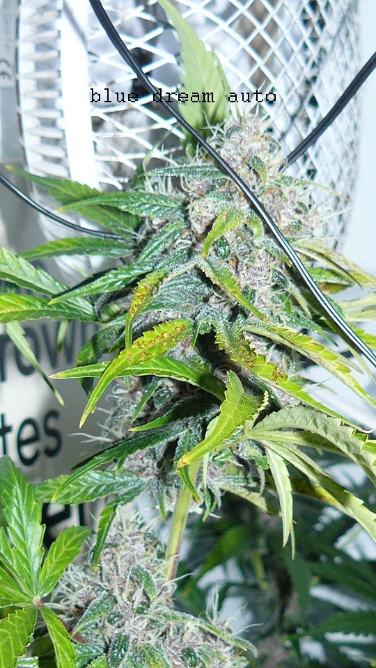 drobes 28 01 22 006