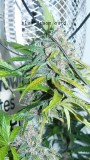 drobes 28 01 22 006