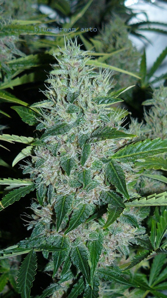 drobes 28 01 22 007