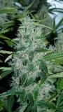 drobes 28 01 22 007