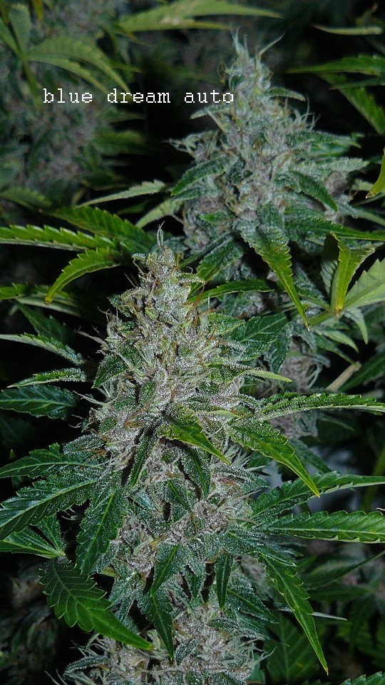 drobes 28 01 22 008