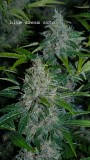 drobes 28 01 22 008