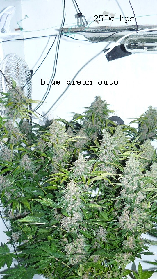 drobes 28 01 22 009
