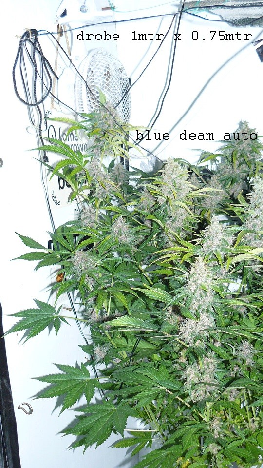 drobes 28 01 22 011