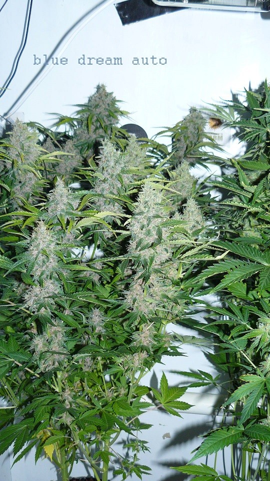 drobes 28 01 22 012