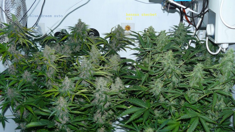drobes 28 01 22 031