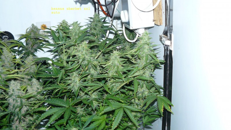 drobes 28 01 22 032