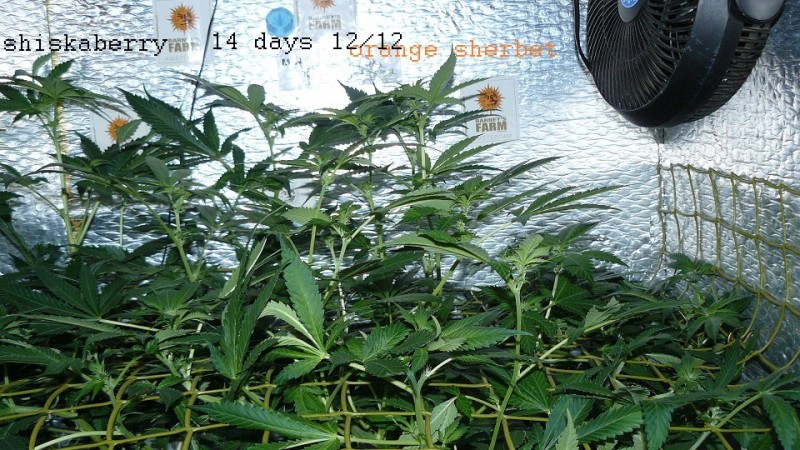 drobes 28 01 22 042