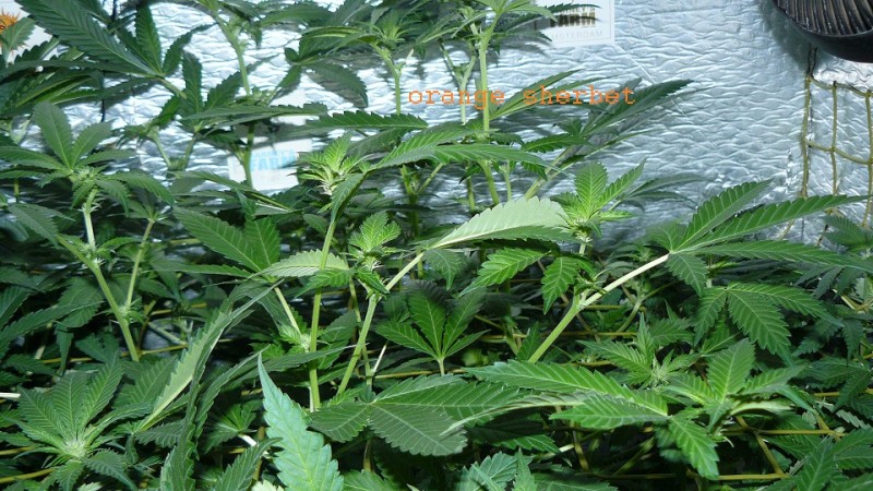 drobes 28 01 22 048